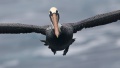 Brown Pelican